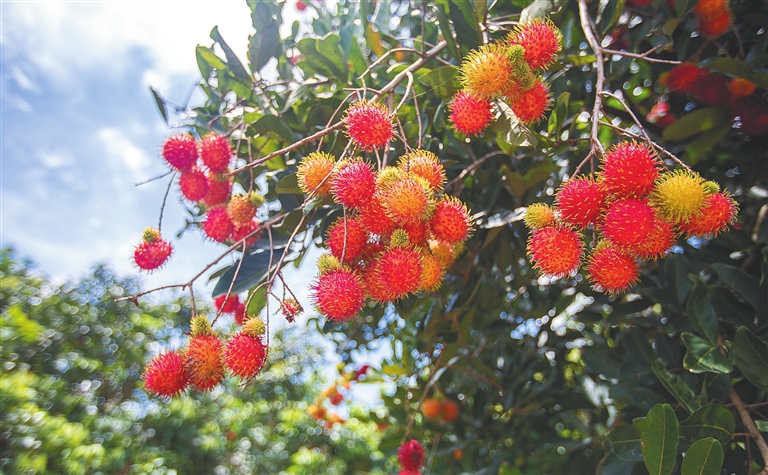 海南加深“果旅”融合，打造芒果、紅毛丹等水果主題節慶活動 